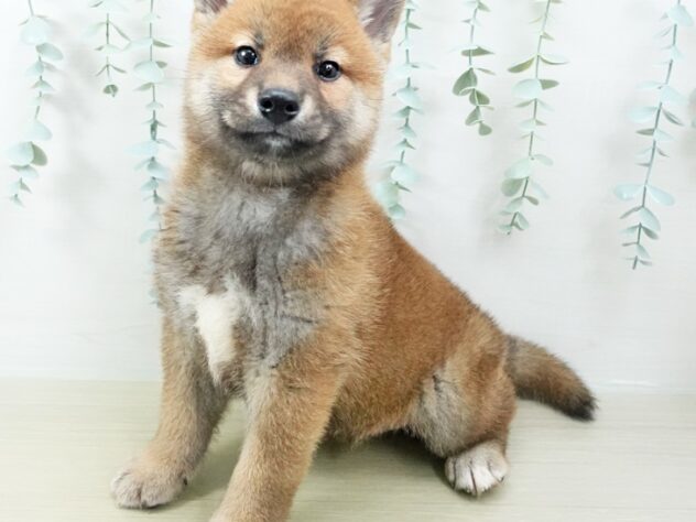 福島県の柴犬(標準サイズ) (アミーゴ福島西店/2024年8月10日生まれ/男の子/赤)の子犬