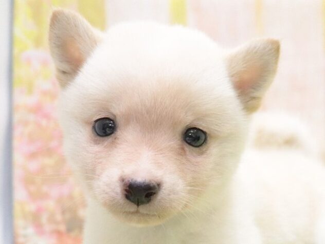 大阪府の豆柴 (アミーゴ鳳店/2024年9月6日生まれ/男の子/白)の子犬