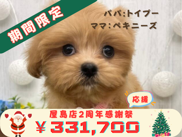 香川県のハーフ犬・ミックス犬 (アミーゴ高松店/2024年8月29日生まれ/女の子/クリーム)の子犬