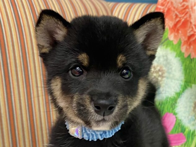 和歌山県の豆柴 (アミーゴ和歌山太田店/2024年9月5日生まれ/男の子/黒)の子犬