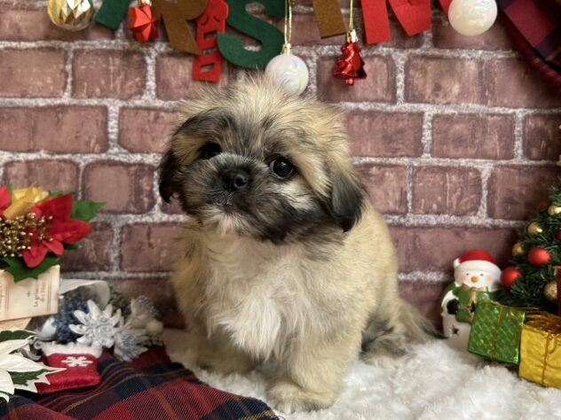 宮城県のハーフ犬・ミックス犬 (アミーゴ古川駅前店/2024年9月14日生まれ/男の子/フォーン)の子犬