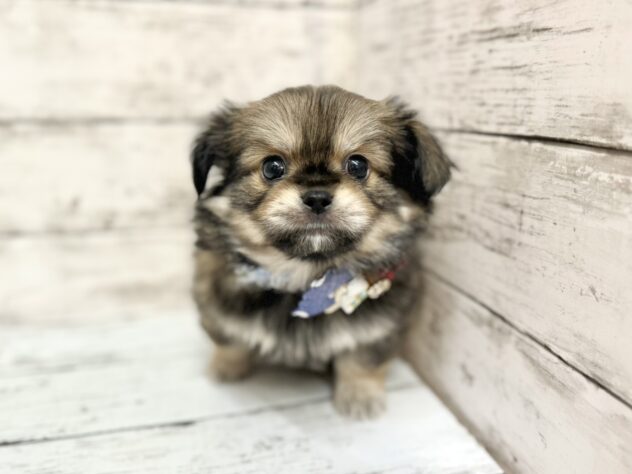 福島県のハーフ犬・ミックス犬 (アミーゴいわき店/2024年9月16日生まれ/男の子/フォーン)の子犬