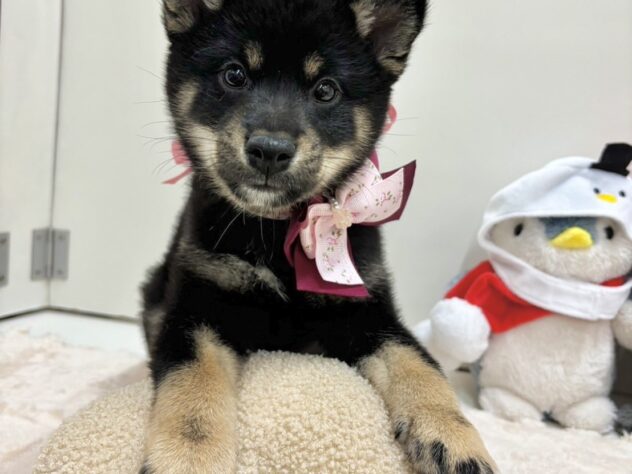 富山県の柴犬(標準サイズ) (アミーゴ高岡蓮花寺店/2024年9月14日生まれ/女の子/黒)の子犬