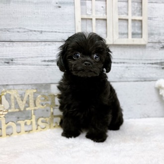 石川県のハーフ犬・ミックス犬 (アミーゴ金沢おこばた店/2024年9月25日生まれ/男の子/ブラック)の子犬