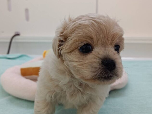 山形県のハーフ犬・ミックス犬 (アミーゴ米沢店/2024年9月1日生まれ/男の子/クリーム)の子犬