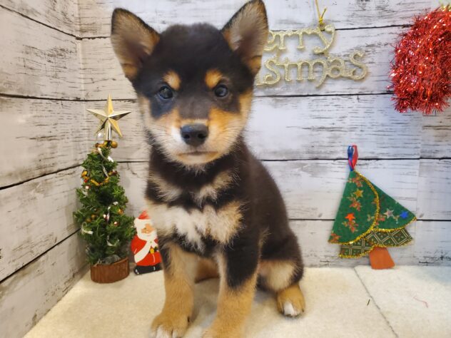 広島県の柴犬(標準サイズ) (アミーゴ五日市店/2024年9月5日生まれ/男の子/黒)の子犬