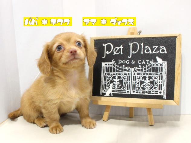 大阪府のハーフ犬・ミックス犬 (アミーゴ豊中服部店/2024年9月12日生まれ/男の子/クリーム)の子犬