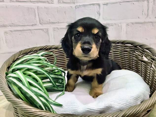 秋田県のハーフ犬・ミックス犬 (アミーゴ秋田茨島店/2024年9月2日生まれ/男の子/ブラックタン)の子犬