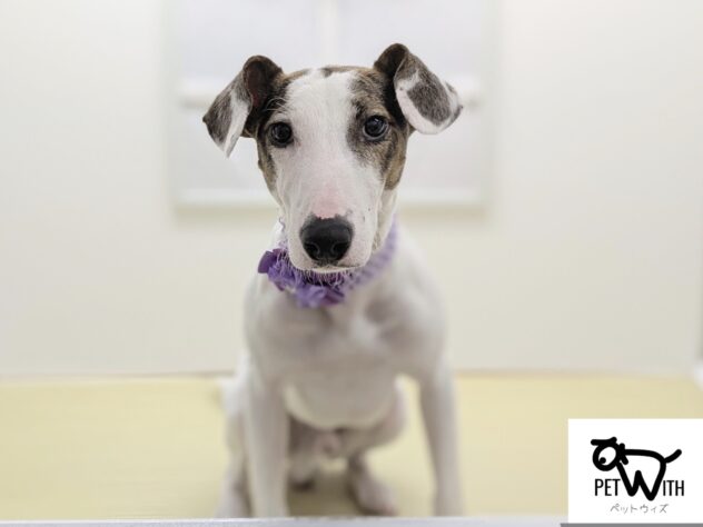 福島県のハーフ犬・ミックス犬 (アミーゴ会津若松店/2024年2月19日生まれ/男の子/ブリンドルホワイト)の子犬