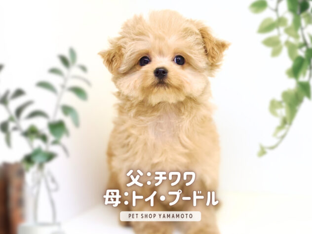 岡山県のハーフ犬・ミックス犬 (アミーゴ大安寺店/2024年9月20日生まれ/女の子/レッド)の子犬