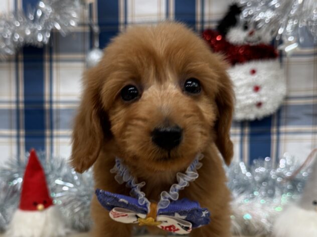 山形県のハーフ犬・ミックス犬 (アミーゴ酒田店/2024年9月2日生まれ/男の子/レッド)の子犬