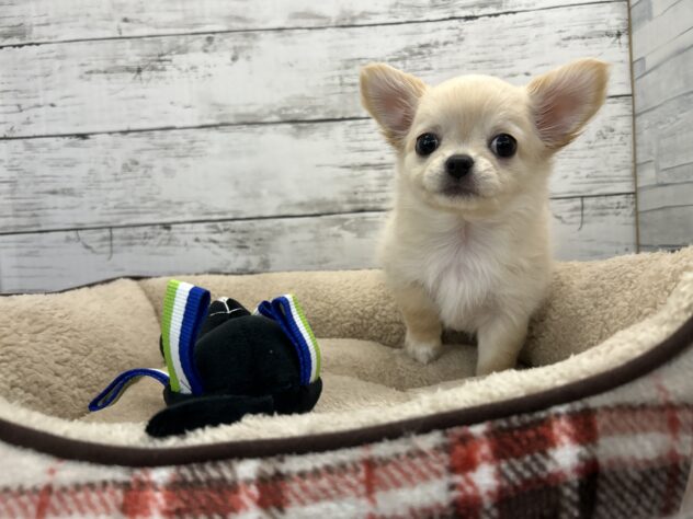 広島県のチワワ(ロング) (アミーゴ多治米店/2024年9月15日生まれ/男の子/クリーム)の子犬