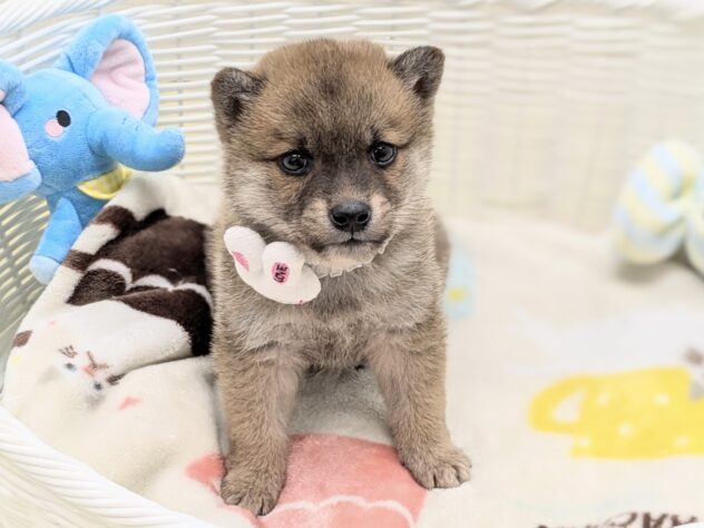 福島県の柴犬(標準サイズ) (アミーゴ会津若松店/2024年9月4日生まれ/男の子/赤)の子犬