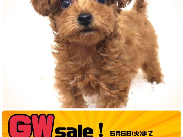 岡山県のトイプードル(トイ) (アミーゴ津山店/2024年9月5日生まれ/女の子/レッド)の子犬