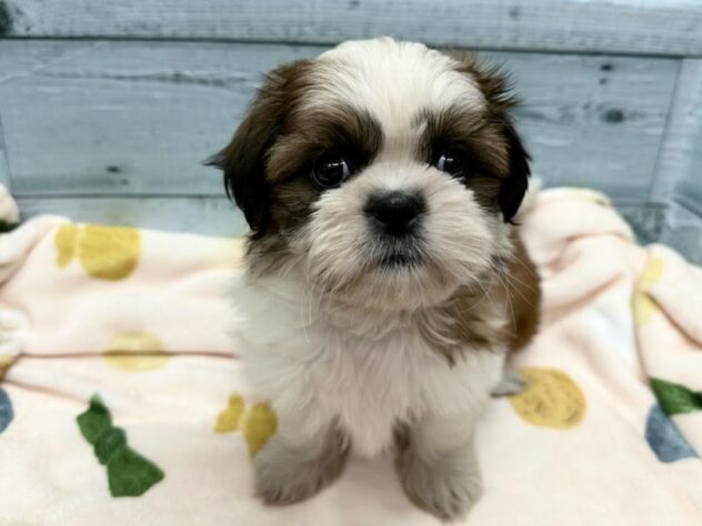 徳島県のシーズー (アミーゴ北島店/2024年9月9日生まれ/女の子/ホワイトゴールド)の子犬