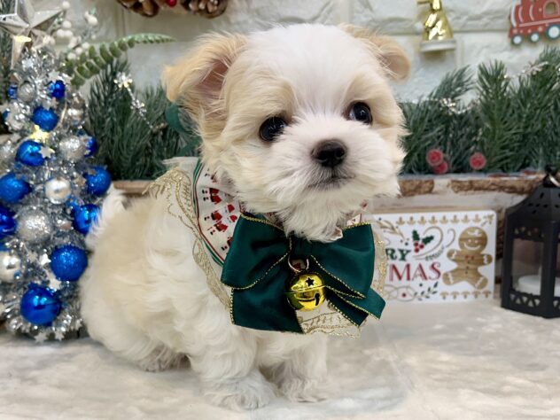 兵庫県のハーフ犬・ミックス犬 (アミーゴ姫路花田店/2024年9月23日生まれ/男の子/レッドホワイト)の子犬