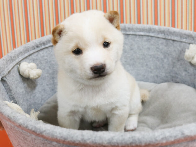 広島県の豆柴 (アミーゴ西条店/2024年9月24日生まれ/男の子/白)の子犬