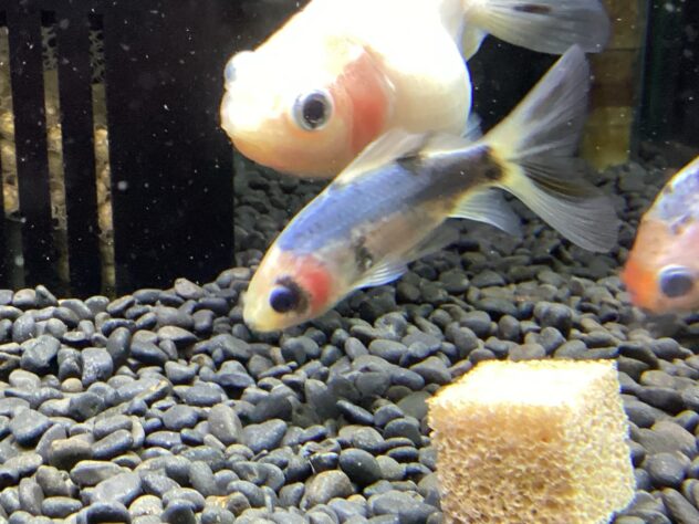 ha0718/03/36 ジャンク　COMBAT MACHINE 6mm G&G ARMAMENT 　電動ガン　トイガン