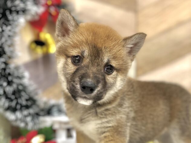 高知県の柴犬(標準サイズ) (アミーゴ高知店/2024年9月22日生まれ/女の子/赤)の子犬