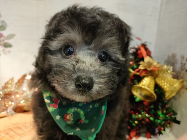 香川県のトイプードル(トイ) (アミーゴ丸亀店/2024年9月23日生まれ/男の子/シルバー)の子犬