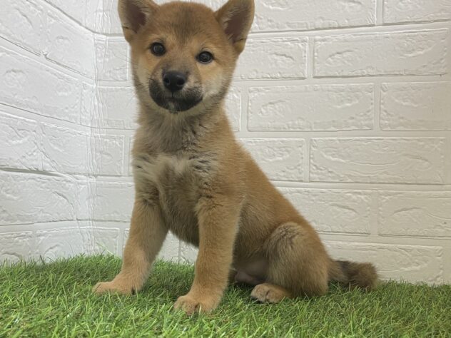 新潟県の柴犬(標準サイズ) (アミーゴ新潟小新店/2024年9月1日生まれ/男の子/赤)の子犬