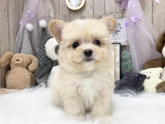 岡山県のハーフ犬・ミックス犬 (アミーゴ高屋店/2024年9月18日生まれ/女の子/クリーム)の子犬