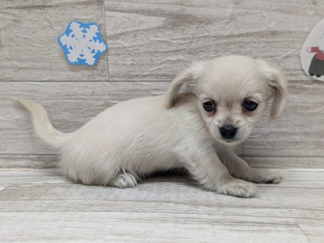 岩手県のハーフ犬・ミックス犬 (アミーゴ一関店/2024年9月18日生まれ/女の子/クリーム)の子犬