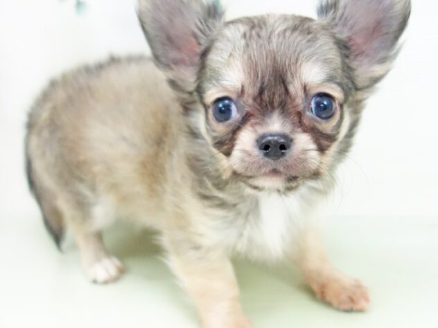 愛知県のチワワ(ロング) (アミーゴみなと店/2024年9月9日生まれ/男の子/フォーンホワイト)の子犬