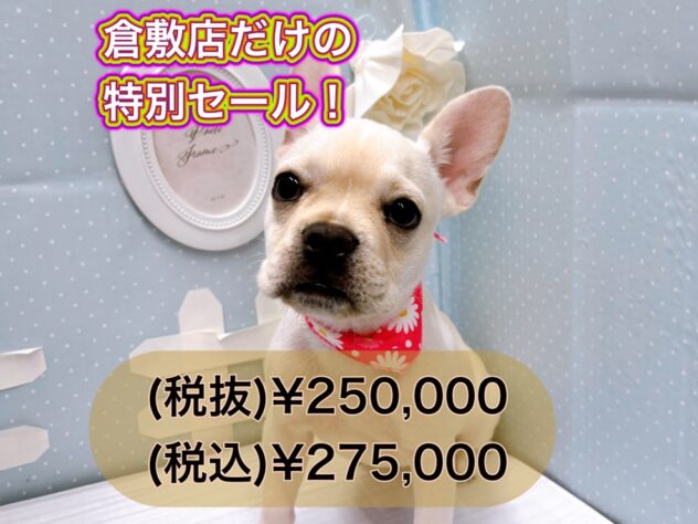 岡山県のフレンチブルドッグ (アミーゴ倉敷店/2024年6月29日生まれ/女の子/クリーム)の子犬