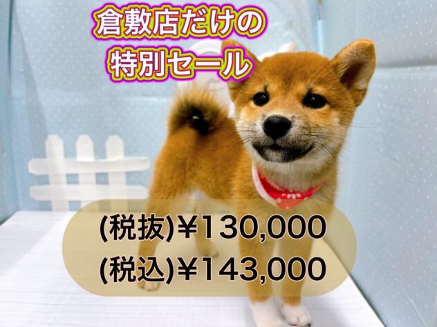 岡山県の柴犬(標準サイズ) (アミーゴ倉敷店/2024年8月6日生まれ/女の子/赤)の子犬