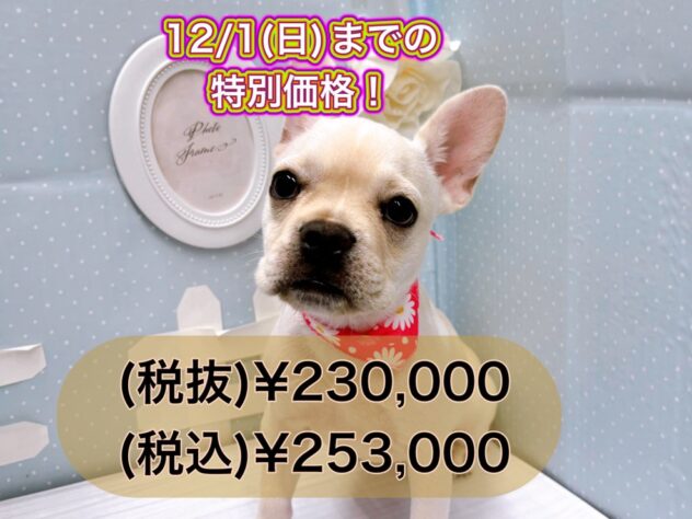 岡山県のフレンチブルドッグ (アミーゴ倉敷店/2024年6月29日生まれ/女の子/クリーム)の子犬