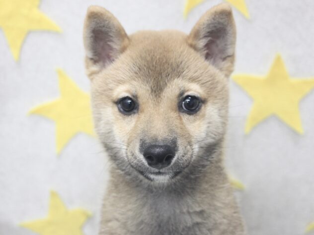 愛媛県の豆柴 (アミーゴ新居浜店/2024年7月30日生まれ/男の子/赤)の子犬