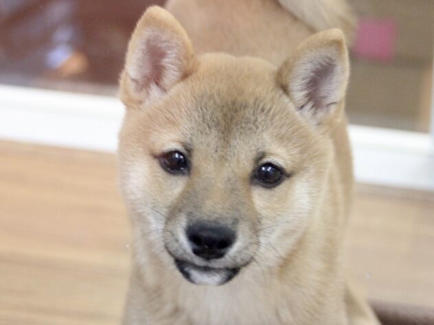 愛媛県の豆柴 (アミーゴ新居浜店/2024年7月30日生まれ/男の子/赤)の子犬