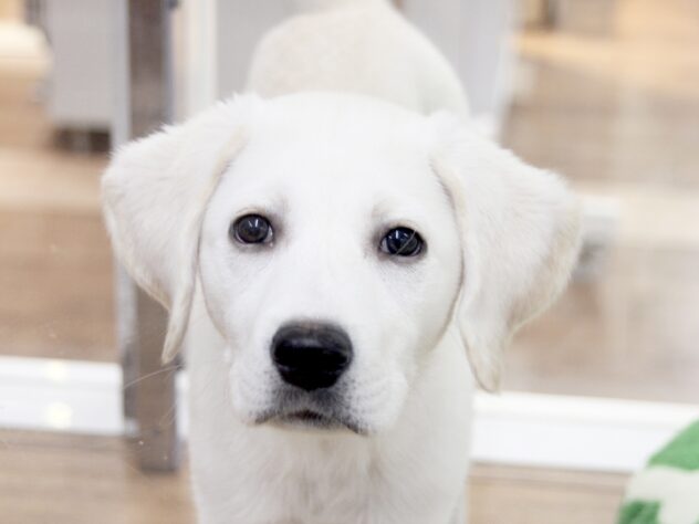 愛媛県のラブラドールレトリーバー (アミーゴ新居浜店/2024年9月2日生まれ/男の子/イエロー)の子犬