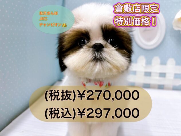 岡山県のシーズー (アミーゴ倉敷店/2024年9月8日生まれ/男の子/ホワイトブラウン)の子犬