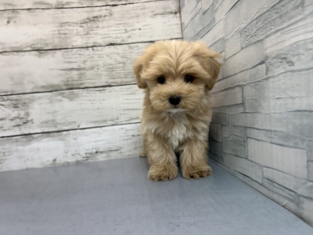 広島県のハーフ犬・ミックス犬 (アミーゴ多治米店/2024年9月16日生まれ/男の子/クリーム)の子犬