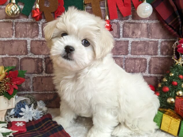 宮城県のハーフ犬・ミックス犬 (アミーゴ古川駅前店/2024年8月31日生まれ/男の子/ホワイト)の子犬