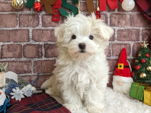 宮城県のマルチーズ (アミーゴ古川駅前店/2024年9月22日生まれ/女の子/ホワイト)の子犬