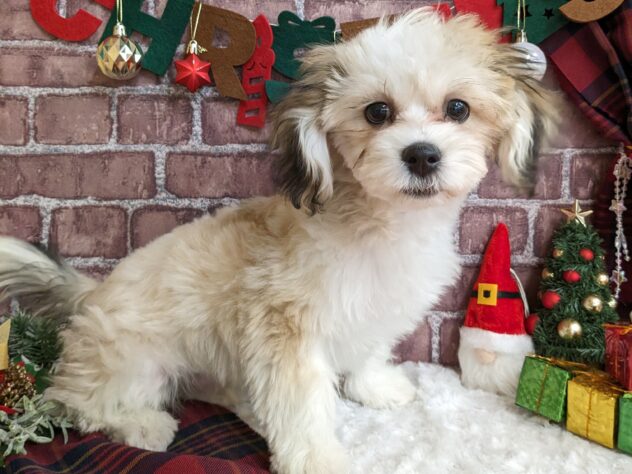 宮城県のハーフ犬・ミックス犬 (アミーゴ古川駅前店/2024年8月8日生まれ/男の子/ホワイトブラウン)の子犬