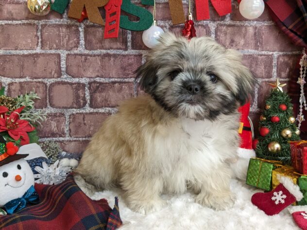 宮城県のハーフ犬・ミックス犬 (アミーゴ古川駅前店/2024年9月14日生まれ/男の子/フォーン)の子犬