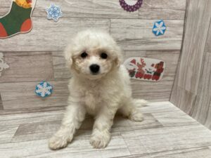 秋田県のハーフ犬・ミックス犬 (アミーゴ横手店/2024年9月17日生まれ/女の子/ホワイト)の子犬