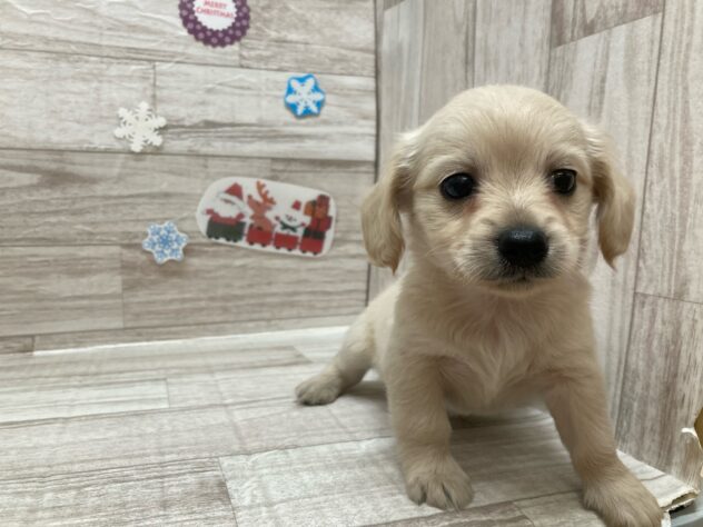 宮城県のハーフ犬・ミックス犬 (アミーゴ多賀城店/2024年9月18日生まれ/男の子/クリーム)の子犬