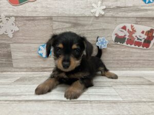 秋田県のハーフ犬・ミックス犬 (アミーゴ横手店/2024年9月17日生まれ/男の子/ブラックタン)の子犬