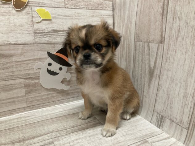 宮城県のハーフ犬・ミックス犬 (アミーゴ多賀城店/2024年7月8日生まれ/男の子/レッドホワイト)の子犬