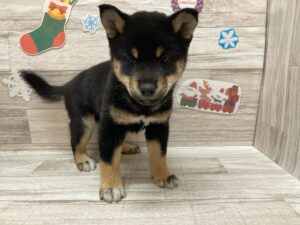 秋田県の柴犬(標準サイズ) (アミーゴ横手店/2024年9月18日生まれ/男の子/黒)の子犬