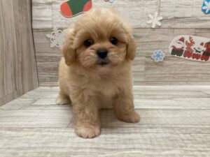 岩手県のハーフ犬・ミックス犬 (アミーゴ一関店/2024年9月19日生まれ/女の子/クリーム)の子犬