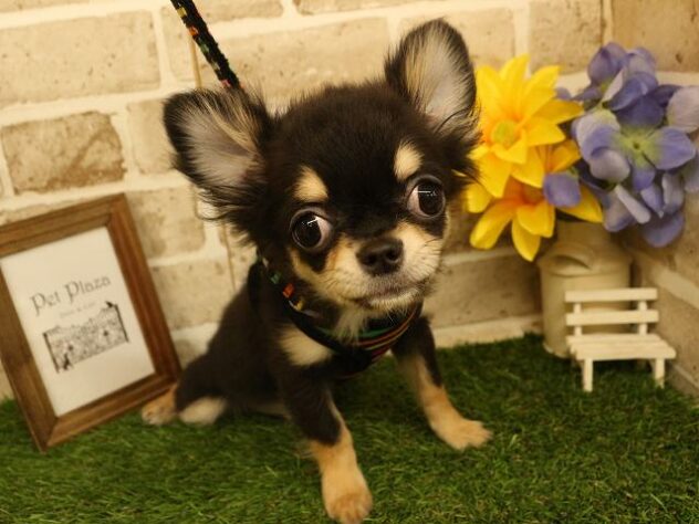 兵庫県のチワワ(ロング) (アミーゴ神戸西店/2024年9月15日生まれ/男の子/ブラックタン)の子犬