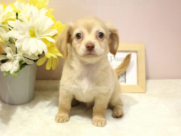 兵庫県のハーフ犬・ミックス犬 (アミーゴ魚住店/2024年9月12日生まれ/男の子/クリーム)の子犬