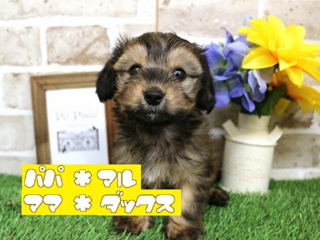 兵庫県のハーフ犬・ミックス犬 (アミーゴ神戸西店/2024年9月16日生まれ/男の子/レッド)の子犬