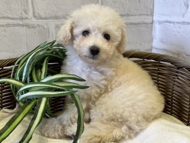 秋田県のハーフ犬・ミックス犬 (アミーゴ秋田茨島店/2024年9月12日生まれ/男の子/ホワイト)の子犬